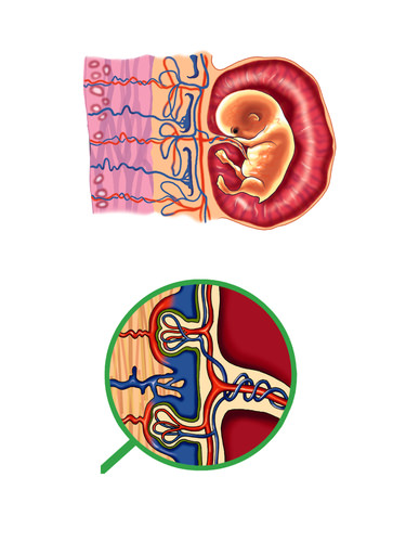 Illustrates how the fetus is attached to the placenta by the umbilical cord