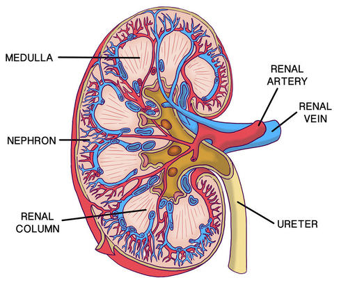 kidney cutaway