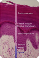 Cell layers of the epidermis