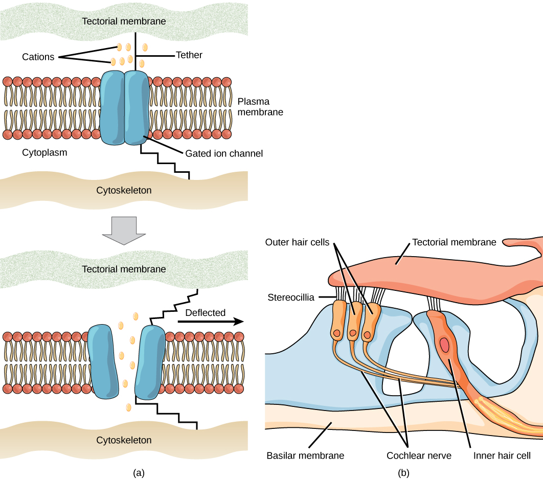 图 A 显示了嵌入质膜中的封闭门控离子通道。 毛发状系绳将通道连接到细胞外的细胞外基质，另一根系绳将通道连接到内部细胞骨架。 当细胞外基质偏转时，系绳会拉动门控离子通道，将其拉开。 离子现在可以进入或离开细胞。 插图 B 显示了 stereocilia，即附着在内耳构膜上的外毛细胞上的头发状突起。 外层毛细胞与人工耳蜗神经相连。