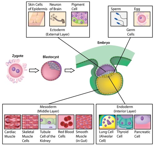 Embryonic cell layers