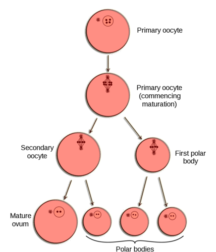 Oogenesis diagram