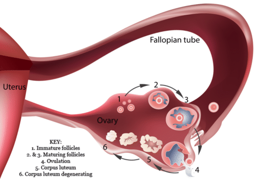 Egg entering fallopian tube.