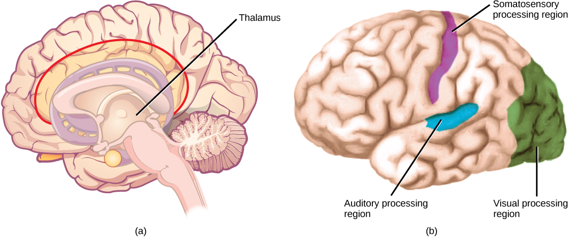 插图 A 显示了人脑的侧视图。 丘脑位于内部，中间部分。 插图 B 显示了大脑中感觉处理区域的位置。 视觉处理区域位于大脑后部，听觉处理区域位于大脑中间，体感处理区域位于大脑上部的条状区域，向下延伸一半。
