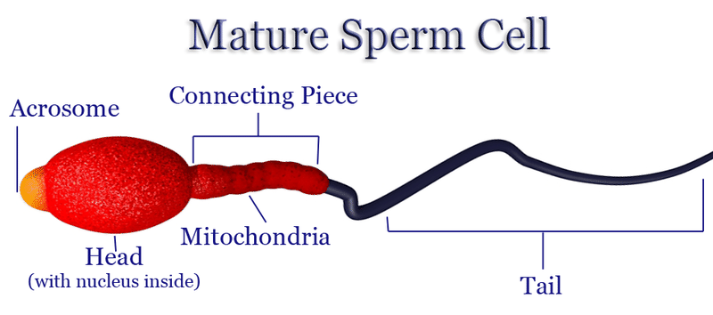 Parts of a mature sperm cell, including the tail, head, mitochondria, acrosome