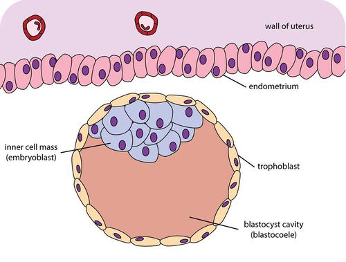 Blastocyst diagram
