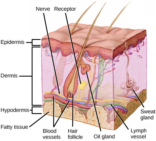 L'illustration montre une coupe transversale de la peau d'un mammifère. L'épiderme externe est une fine couche, lisse à l'extérieur, bosselée à l'intérieur. Le derme moyen est beaucoup plus épais que le derme. Des vaisseaux sanguins, nerveux et lymphatiques longent sa partie inférieure, tandis que des capillaires et des terminaisons nerveuses plus petits s'étendent jusqu'à la partie supérieure. Un nerf se termine par un récepteur. Les glandes sudoripares s'étendent du derme à l'épiderme. Les follicules pileux s'étendent de la base du derme à la partie supérieure où ils sont reliés par des glandes sébacées. Les poils partent des follicules, traversent l'épiderme et sortent de la peau. L'hypoderme est une couche graisseuse située sous le derme.