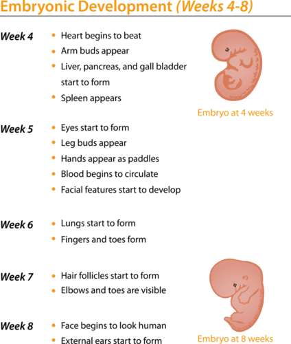 Embryonic Development: weeks 4-8.
