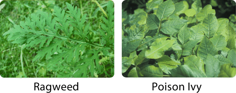Ragweed and poison ivy