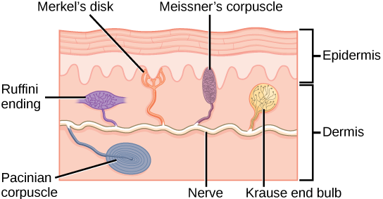 L'illustration montre l'emplacement de divers mécanorécepteurs dans une coupe transversale de l'épiderme et du derme. Un nerf longe le milieu du derme et tous les mécanorécepteurs y sont connectés. Les terminaisons de Ruffini, les disques de Merkel et les corpuscules de Meissner sont tous situés dans la partie supérieure du derme, au-dessus du nerf. Les terminaisons de Ruffini sont des mécanorécepteurs horizontaux bulbeux situés au milieu du derme supérieur. Les corpuscules de Meissner sont des mécanorécepteurs verticaux bulbeux qui touchent le bas de l'épiderme. Les disques de Merkel présentent des projections semblables à des doigts qui touchent également le bas de l'épiderme. Le dernier type de mécanorécepteur, les corpuscules de Pacini, sont des mécanorécepteurs ovales situés dans le bas du derme.
