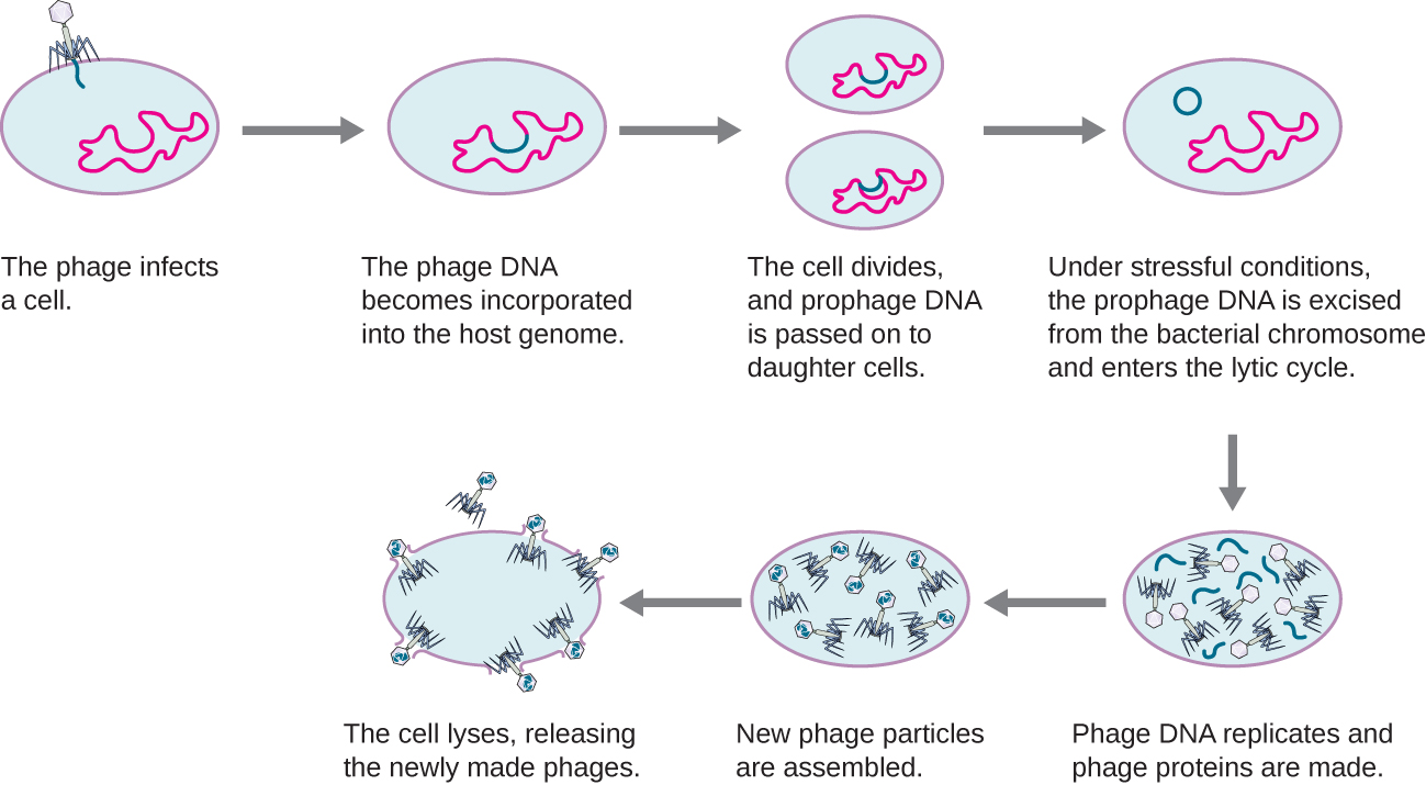 The steps of the lytic and lysogenic cycles. First the phage infects a cell; this shows the virus sitting on the outside of a cell and injecting DNA into the cell. In the next step the phage DNA becomes incorporated into the host genome. In the next step, the cell divides and prophage DNA is passed to the daughter cells. The image shows the cell dividing and the viral DNA within the host genome also being passed to the daughter cell. The next step shows the viral DNA jumping out of the host genome. Under stressful conditions, the prophage DNA is excised from the bacterial chromosomes and enters the lytic cycle. Next, the phage DNA replicates and phage proteins are made. This shows viral pieces being made within the cell. The next step is when the new phage particles are assembled. This shows the virus being build. The final step is when the cell lyses and releases the newly made phages.
