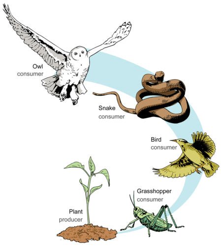 An example of a food chain that includes producers and consumers