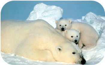 Polar bears have insulation in the form of fur and fat in order to stay warm in their Arctic ecosystem