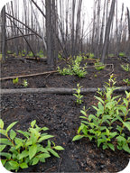 Secondary succession, plants growing after a forest fire