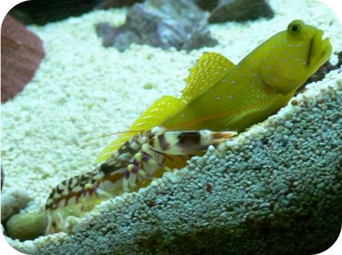 A shrimp and green goby fish have a mutualistic relationship