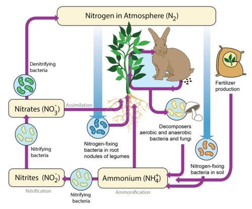 An illustration of the nitrogen cycle in a terrestrial ecosystem