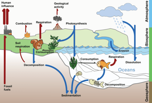 An illustration of the carbon cycle