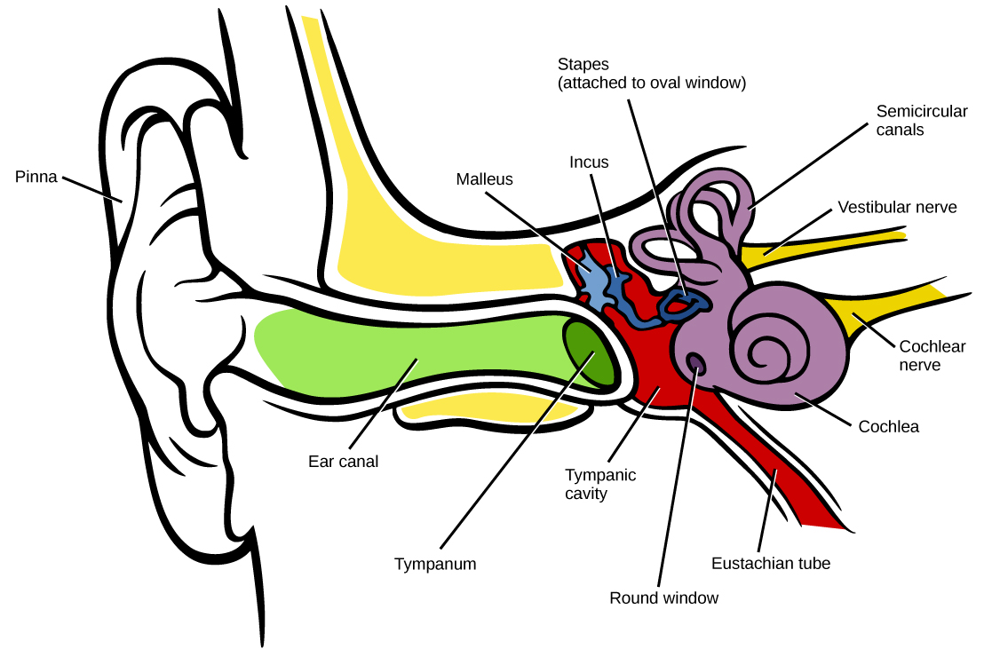 L'illustration montre les parties de l'oreille humaine. La partie visible de l'oreille externe s'appelle le pinna. Le conduit auditif s'étend vers l'intérieur depuis le pinna jusqu'à une membrane circulaire appelée tympan. De l'autre côté du tympan se trouve la trompe d'Eustache. À l'intérieur de la trompe d'Eustache, le malléus, qui touche l'intérieur du tympan, est attaché à l'incus, qui est lui-même attaché aux étriers en forme de fer à cheval. L'étrier est fixé à la fenêtre ronde, une membrane de la cochlée en forme de coquille d'escargot. Une autre fenêtre, appelée fenêtre ronde, est située dans la partie large de la cochlée. Des canaux semi-circulaires en forme d'anneau s'étendent à partir de la cochlée. Le nerf cochléaire et le nerf vestibulaire sont tous deux reliés à la cochlée.
