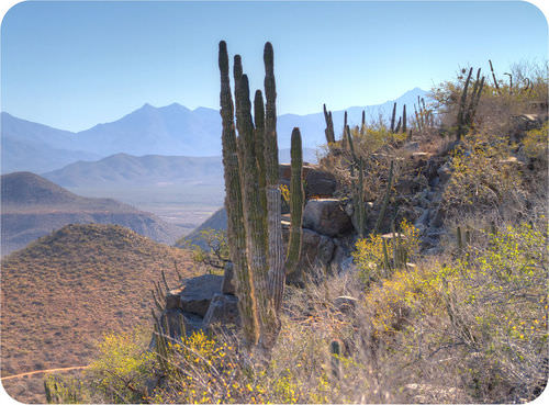 An example of a desert ecosystem