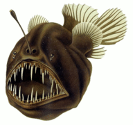An anglerfish is an organism that falls into the benthos group