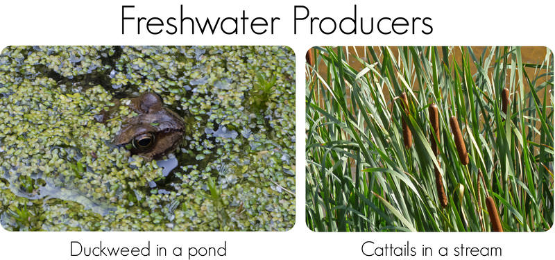 Duckweed and cattails are respectively the primary producers in standing and running freshwater biomes