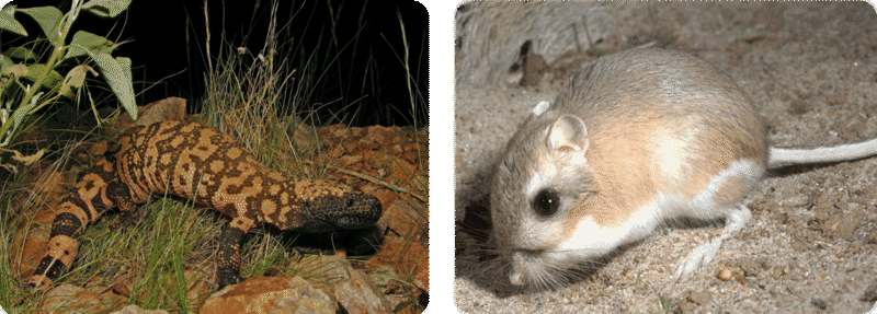 Gila monster and a kangaroo rat have adaptations to survive in the dry climate