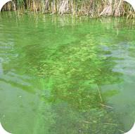 Nutrients in fertilizer cause an algal bloom