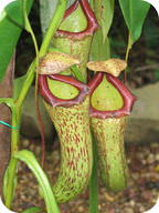 A pitcher plant is different from other plants because it is not a producer, it is a consuemer