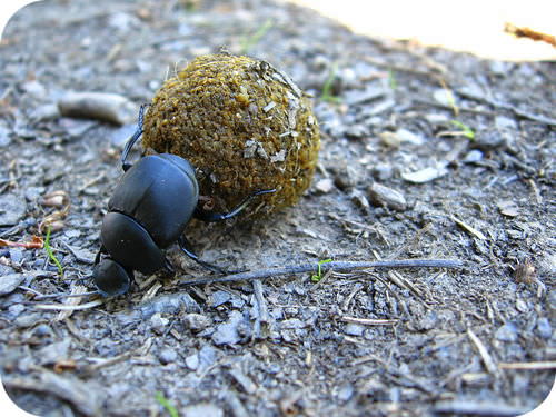 A dung beetle is an example of a detritivore