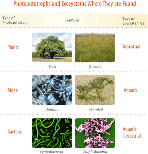 Photoautotrophs include plants, algae, and bacteria and can be found in terrestrial and aquatic ecosystems