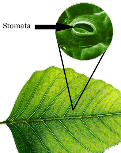 Tiny stomata are found on a plant leaf