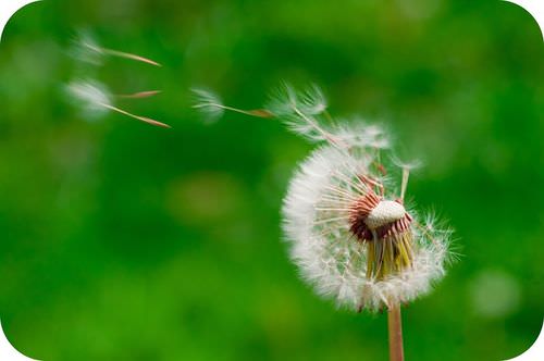 Las semillas de diente de león se dispersan lejos de la planta madre