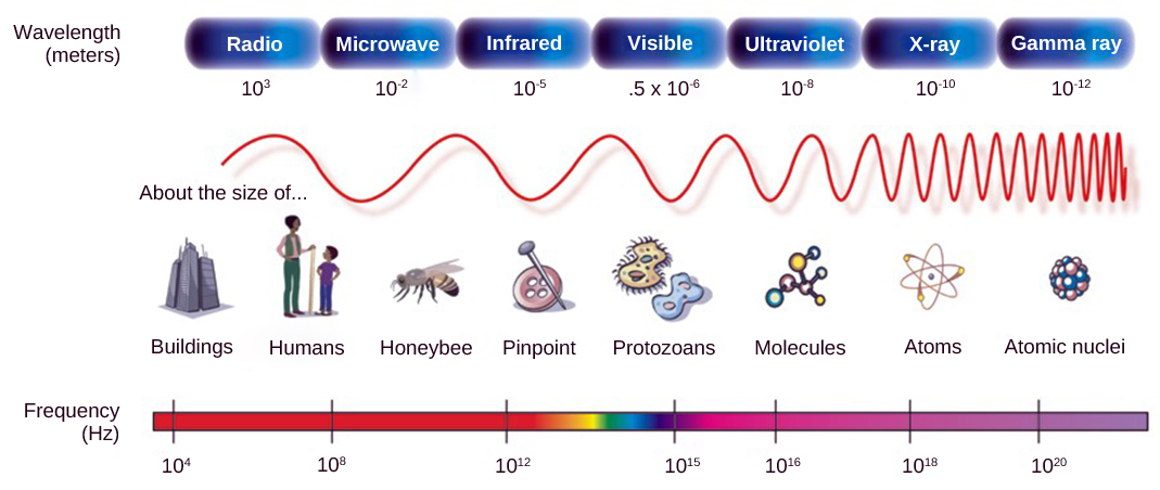 L'illustration montre le spectre électromagnétique, qui se compose de différentes longueurs d'onde de rayonnement électromagnétique. Les ondes radio ont la longueur d'onde la plus longue, soit environ 103 mètres. La longueur d'onde devient de plus en plus courte pour les micro-ondes, les infrarouges, les rayons visibles, les ultraviolets, les rayons X Les rayons gamma ont une longueur d'onde d'environ 10 à 12 mètres. La fréquence est inversement proportionnelle à la longueur d'onde.