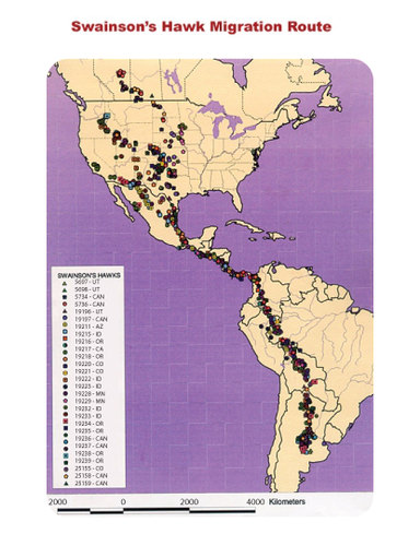 Swainson's hawks migration pattern