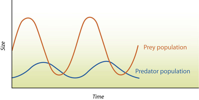 Predator-Prey Population Dynamics