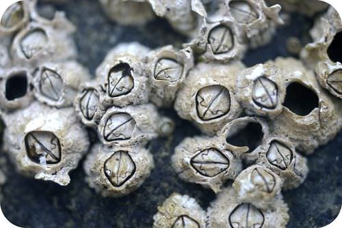 Barnacles are adapted to the intertidal zone by anchoring to rocks