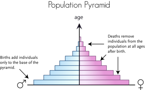 Population pyramid represents the age and sex structure of a population