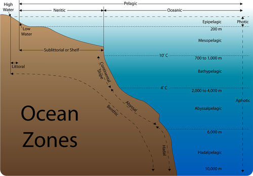 Different aquatic zones are identified in this diagram of the ocean