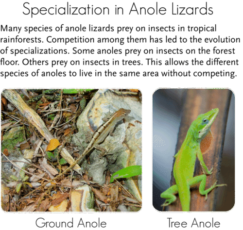 Specialization lets ground anoles and tree anoles live together without competing