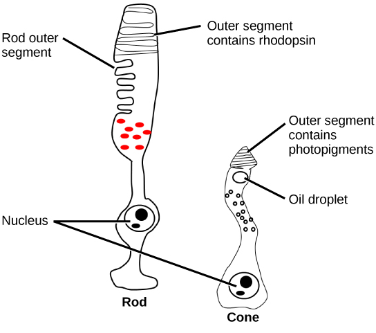 This illustration shows that rods and cones are both long, column-like cells with the nucleus located in the bottom portion. The rod is longer than the cone. The outer segment of the rod contains rhodopsin. The outer segment of the rod contains other photo-pigments. An oil droplet is located beneath the outer segment.