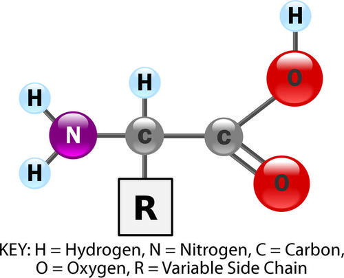 A model of the general structure of amino acids