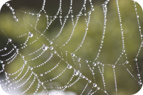 Droplets of dew clinging to a spider web