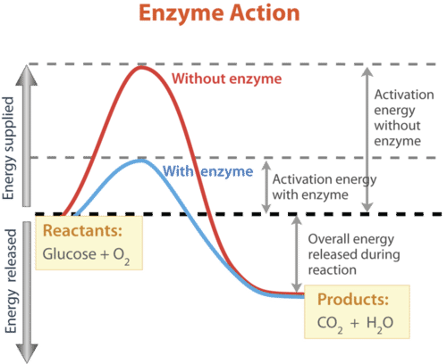 How enzyme changes activation energy