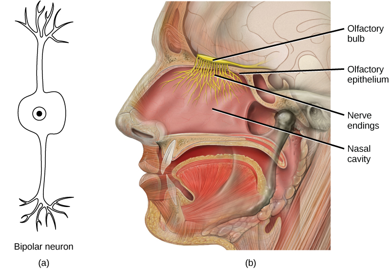 L'illustration A montre un neurone bipolaire qui possède deux dendrites. L'illustration B montre une coupe transversale d'une tête humaine. Les narines mènent à la cavité nasale, qui se trouve au-dessus de la bouche. Le bulbe olfactif se trouve juste au-dessus de l'épithélium olfactif qui tapisse la cavité nasale. Les neurones vont du bulbe à la cavité nasale.