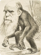 Darwin evolution cartoon