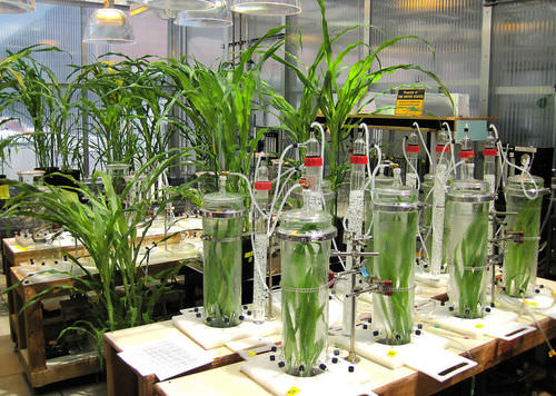 Laboratory experiment studying plant growth