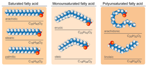Structures of saturated and unsaturated fatty acids
