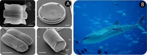 Diatoms and whale sharks are all made of cells