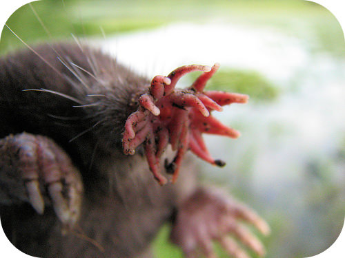 A mole's nose and claws are adaptations