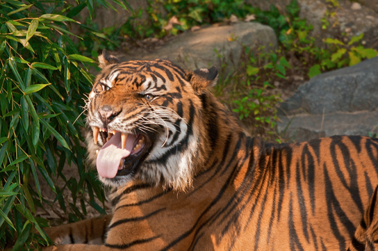 La photo montre un tigre grognant.